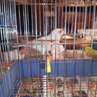 Canarino rosso mosaico maschio