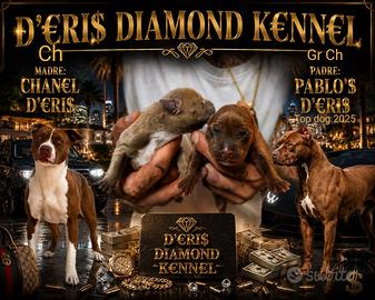 CUCCIOLI DI AMERICAN PITBULL TERRIER💎🐾