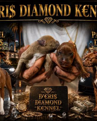 CUCCIOLI DI AMERICAN PITBULL TERRIER💎🐾