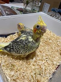 Pappagallo Calopsite allevati a mano