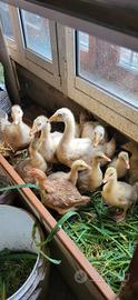 Pulcini di oca
