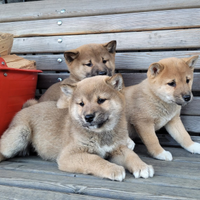 Cuccioli shiba inu