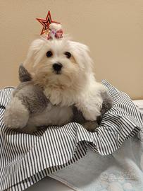 Cuccioli Mini Maltese di Taglia Molto Piccola Toy