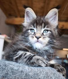 Maine coon