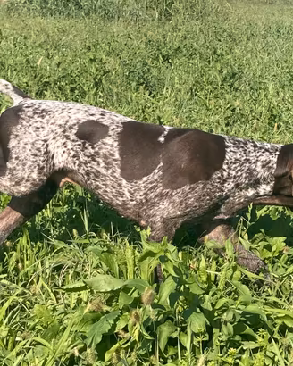 Cucciolo maschio Kurzhaar