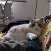 Ragdoll maschio Blue point disponibile per monta