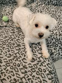 Maltese cucciola