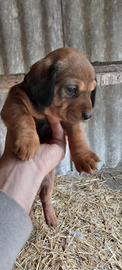 Cuccioli di dachsbracke