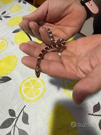 Serpente del grano guttata