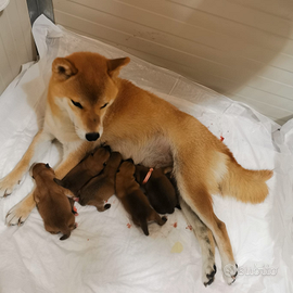 Cuccioli di shiba con pedigree nati il 19 novembre