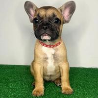 Cucciolo bulldog francese