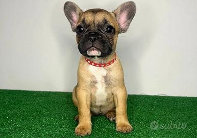 Cucciolo bulldog francese