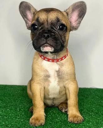 Cucciolo bulldog francese