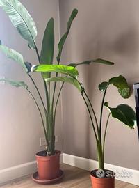 Strelitzia pianta da appartamento