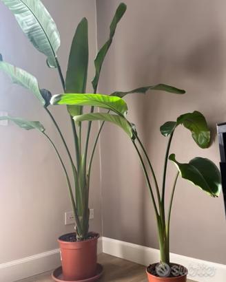 Strelitzia pianta da appartamento