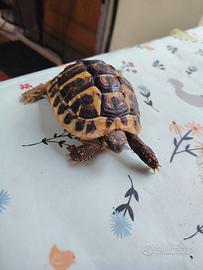 Tarta 4 anni maschio