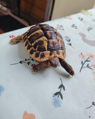 Tarta 4 anni maschio
