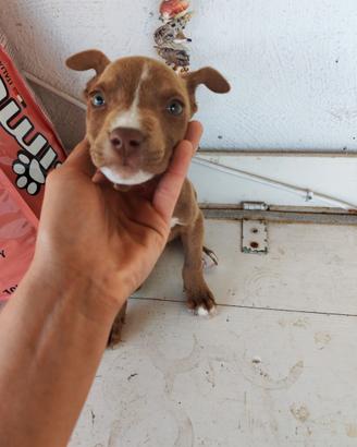 Cuccioli di cane (Pitbull red nose)