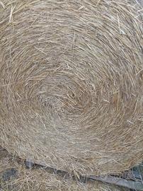 Paglia paglia foraggio