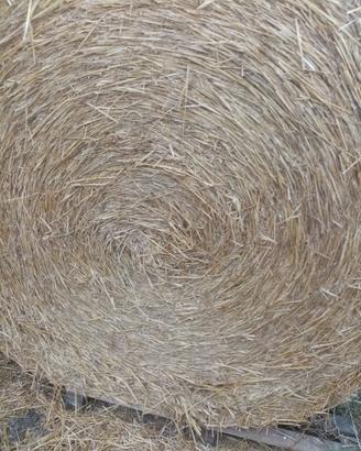 Paglia paglia foraggio