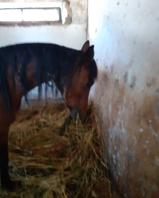 Cavalla araba
