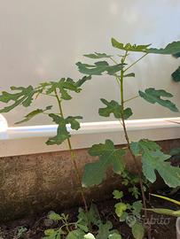 Pianta fico 50 cm