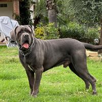 CANE CORSO per monta