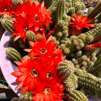 Echinopsis chamaecereus silvestrii