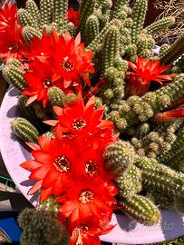 Echinopsis chamaecereus silvestrii