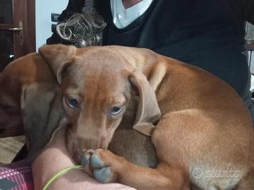 Cuccioli di bassotto tedesco nano