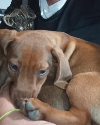 Cuccioli di bassotto tedesco nano