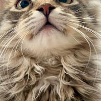 Gatto siberiano cucciolo