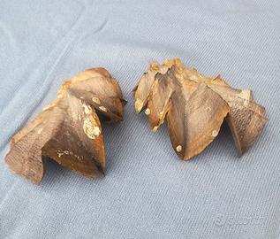 Conchiglia "Lopha cristagalli"