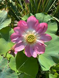 3 rizomi di loto – lotto unico