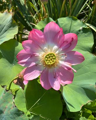 3 rizomi di loto – lotto unico