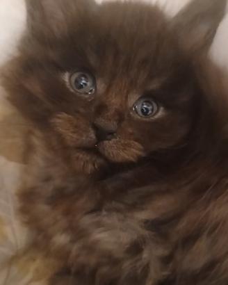 Maine coon maschi e femmine