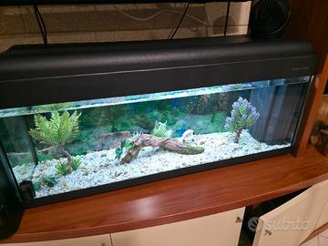 Acquario Acqua dolce 