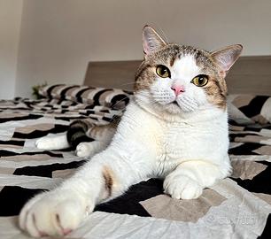 Scottish Straight per monta