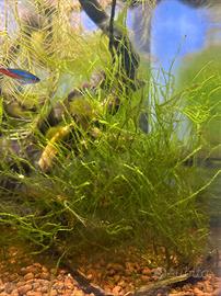 Muschio di Java pianta acquario facile + omaggio