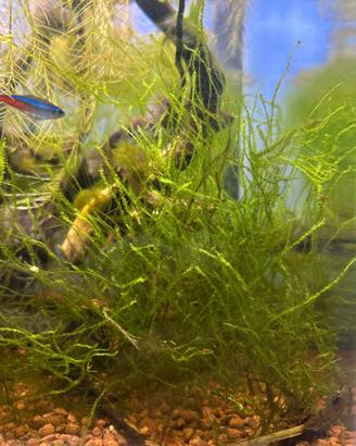 Muschio di Java pianta acquario facile + omaggio