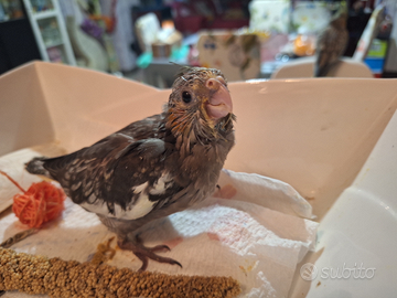 Pullo di calopsite allevato a mano