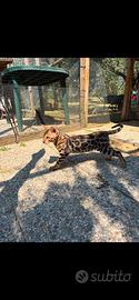 Cuccioli bengala con pedegree aperto