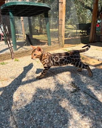 Cuccioli bengala con pedegree aperto