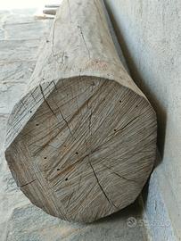 Tronco noce