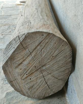 Tronco noce