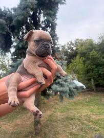 Bulldog francese