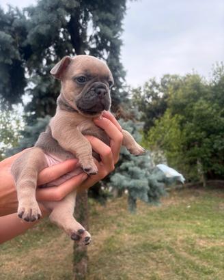 Bulldog francese