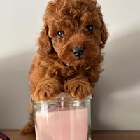 Cuccioli di barboncino vari colori e misure