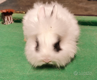 Conigli nani Testa di Leone