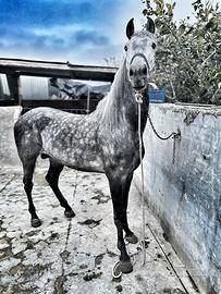 Cavallo p.r.e